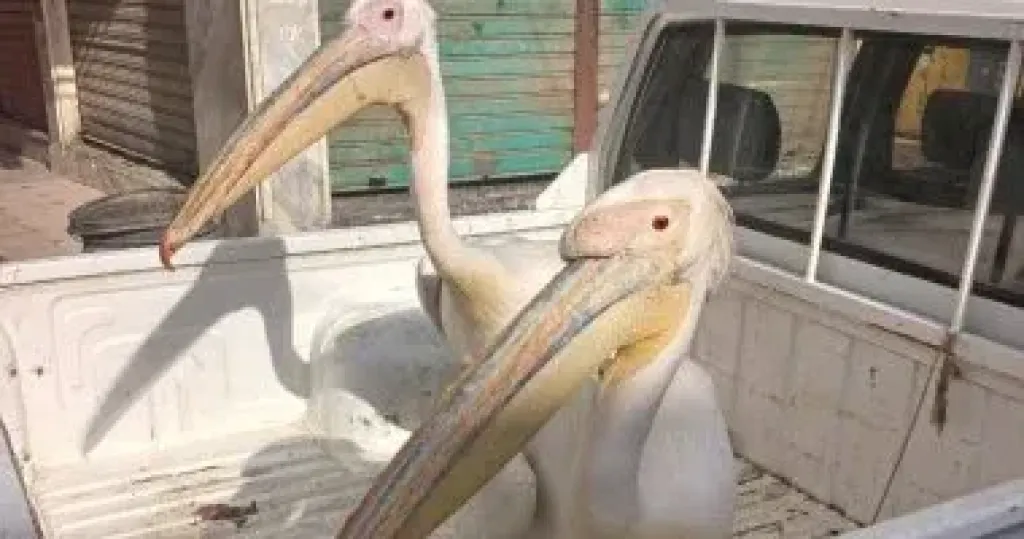   بجع