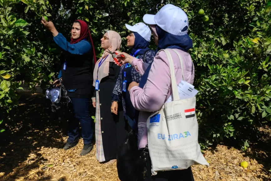 بدء الموسم التصديري الجديد لمحصول البرتقال المصري 