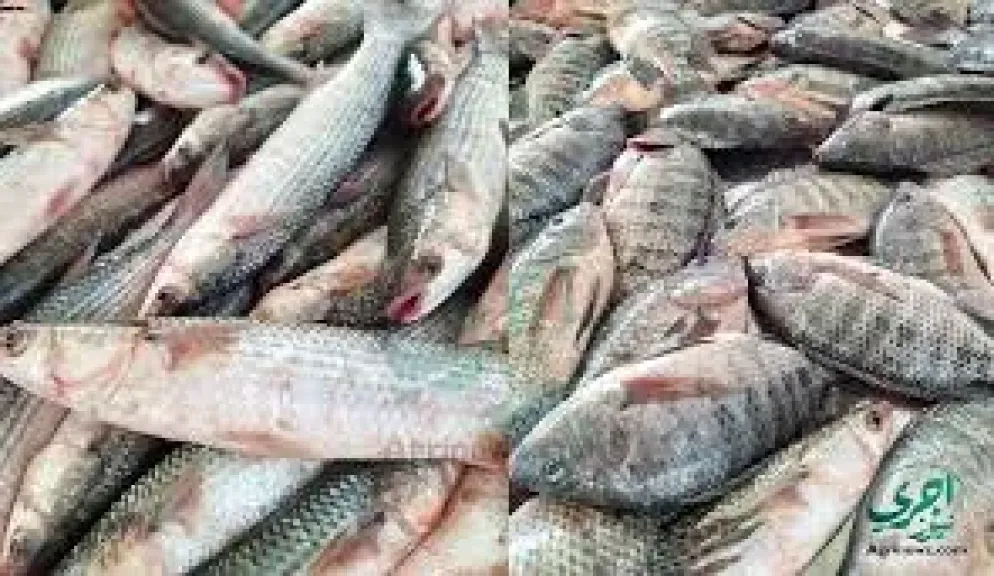 سعر السمك
