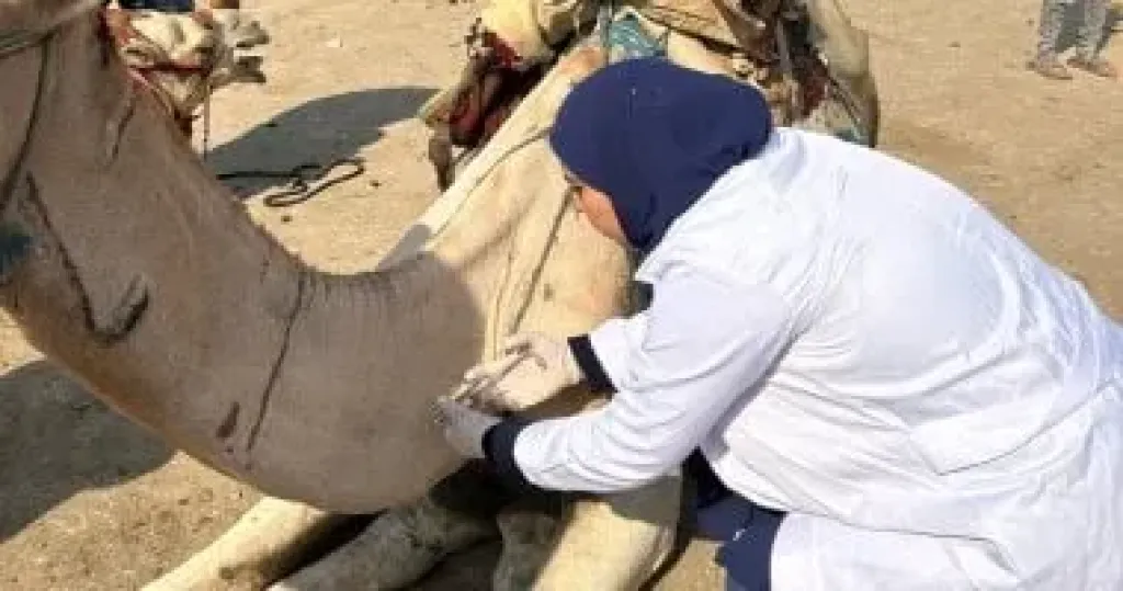 قافلة بيطرية 