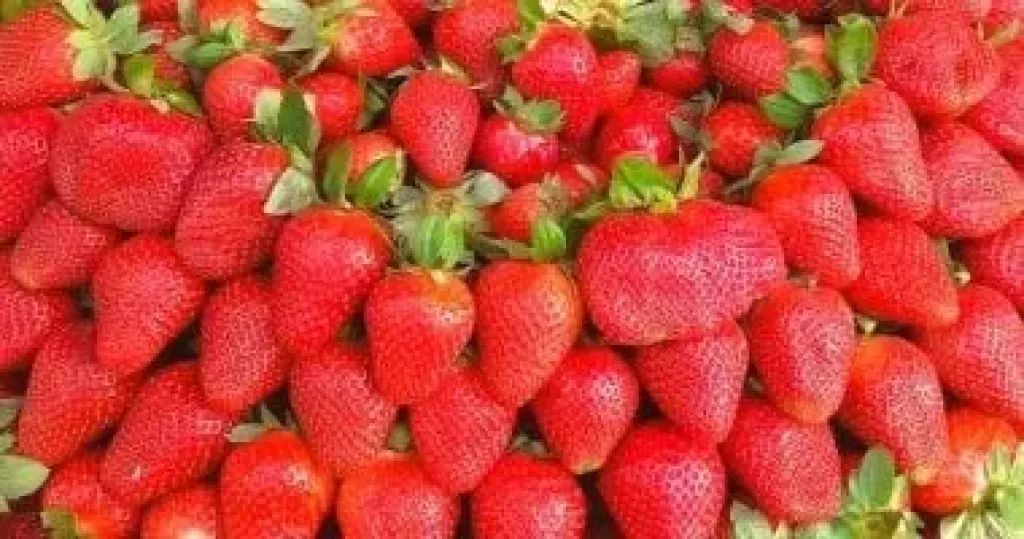 فراولة 