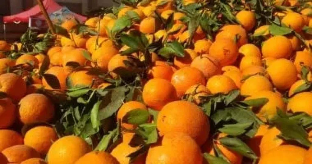 صادرات الموالح تتجاوز مليونا و990 ألف طن
