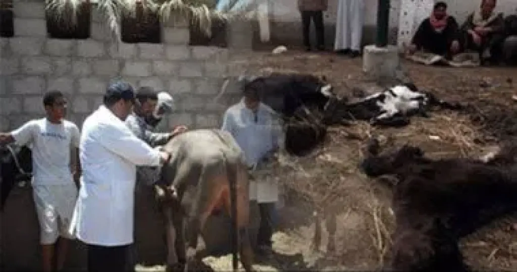 تحصين الماشية