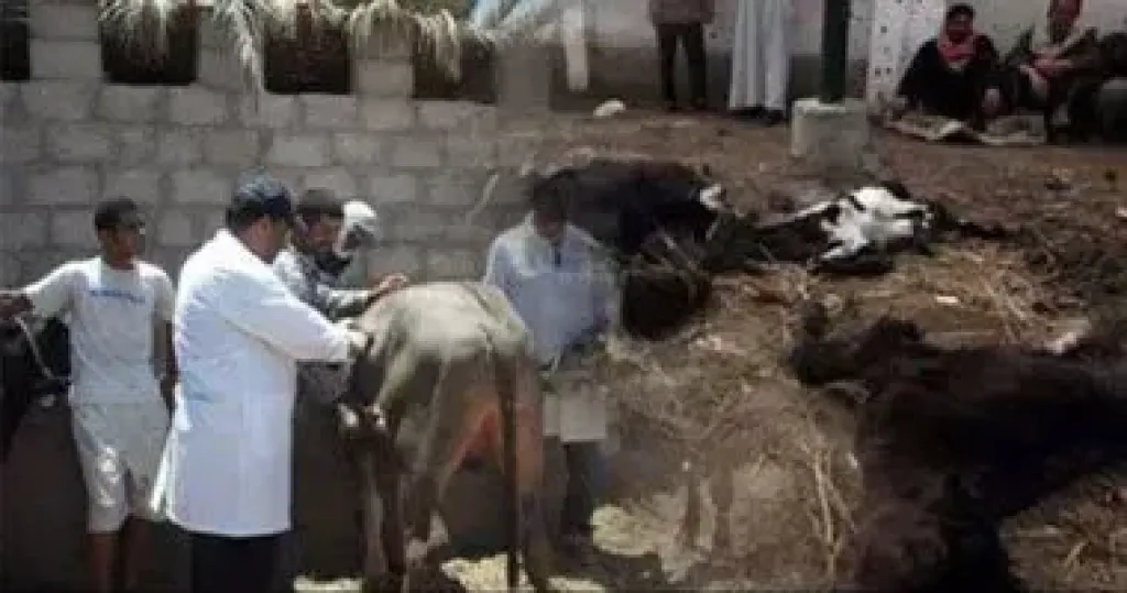 الحمى القلاعية