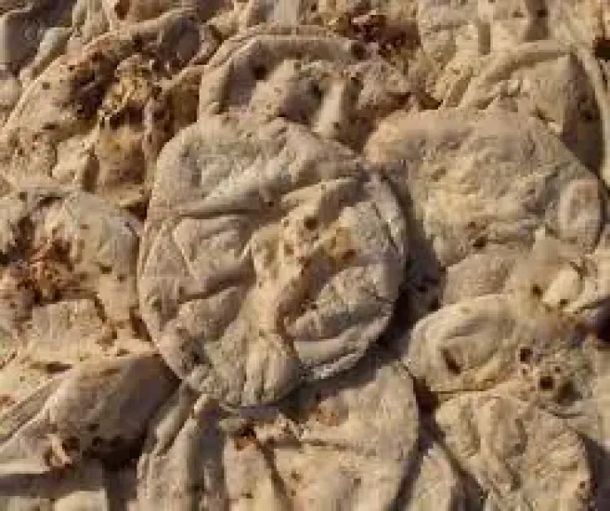 الخبز 