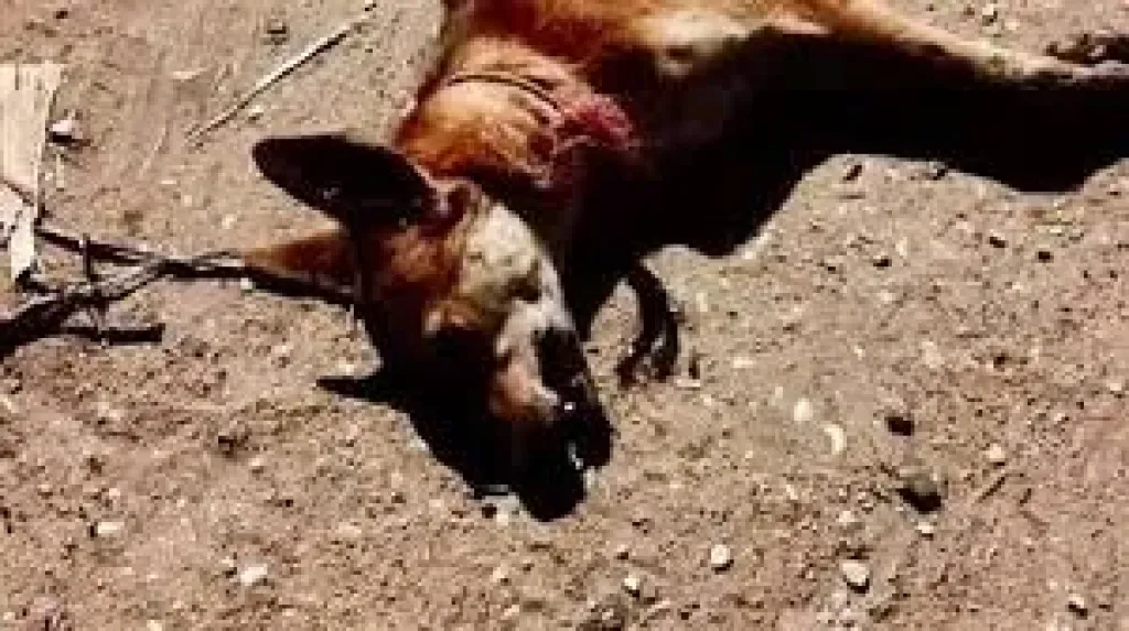 الدكتور محمد صلاح حافظ مدير الاداره الصحيه بالبدارى
