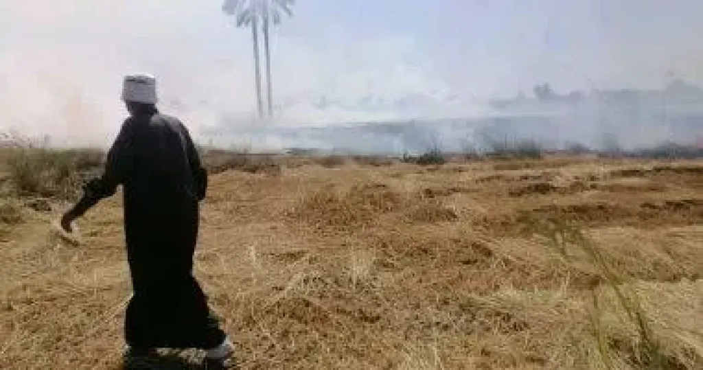 قش الأرز 