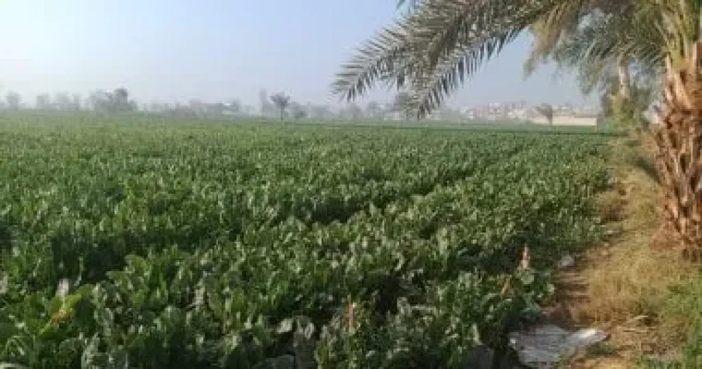 الزراعة 