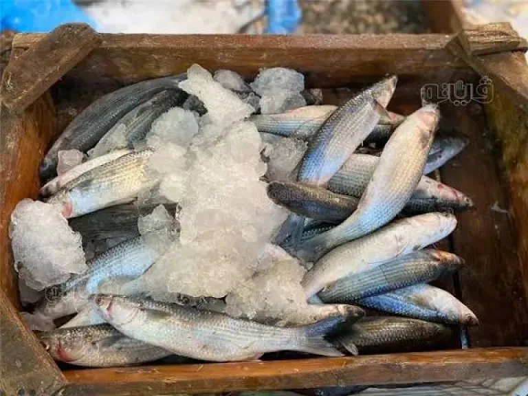 سعر السمك اليوم