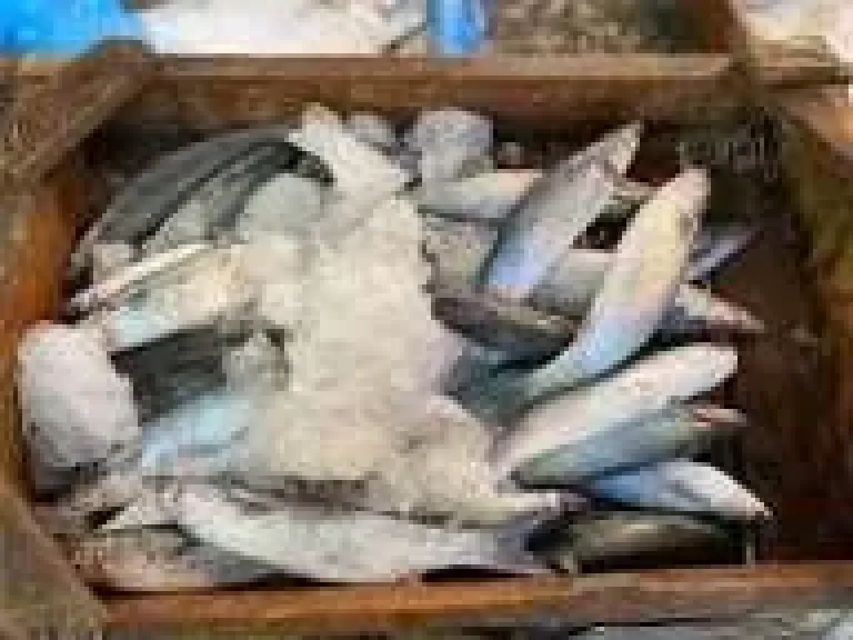 أسعار السمك