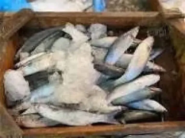 سعر السمك