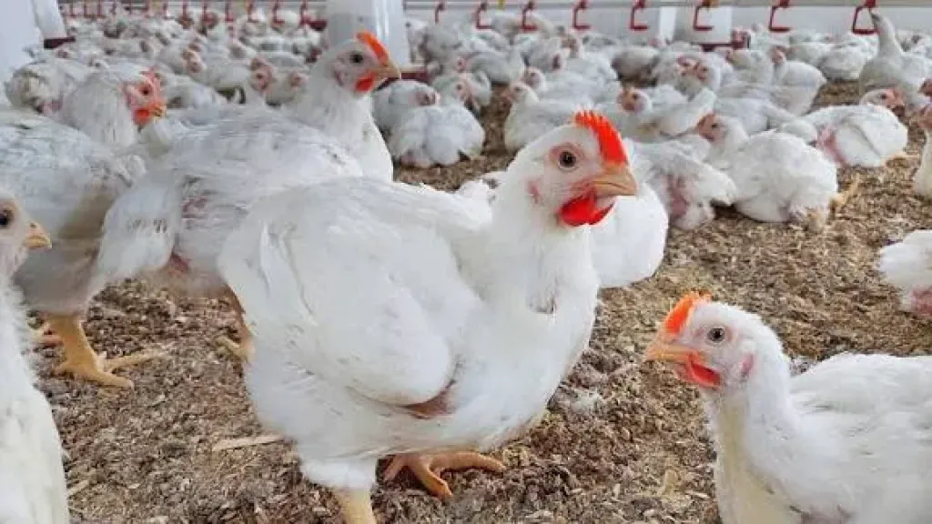 اسعار الفراخ