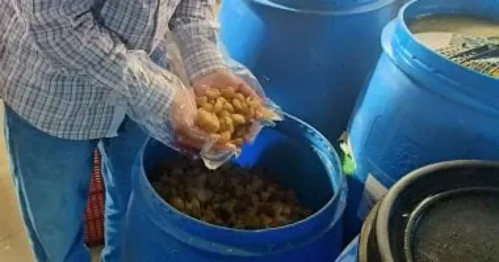 المخللات الفاسدة