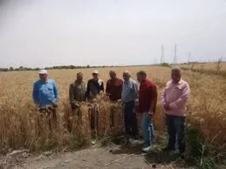 القمح 