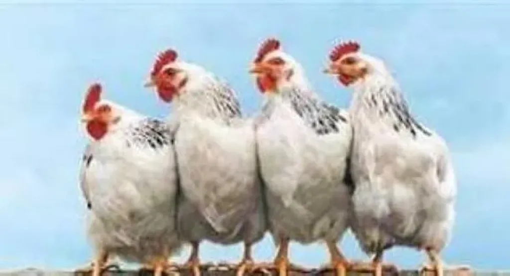 اسعار الفراخ