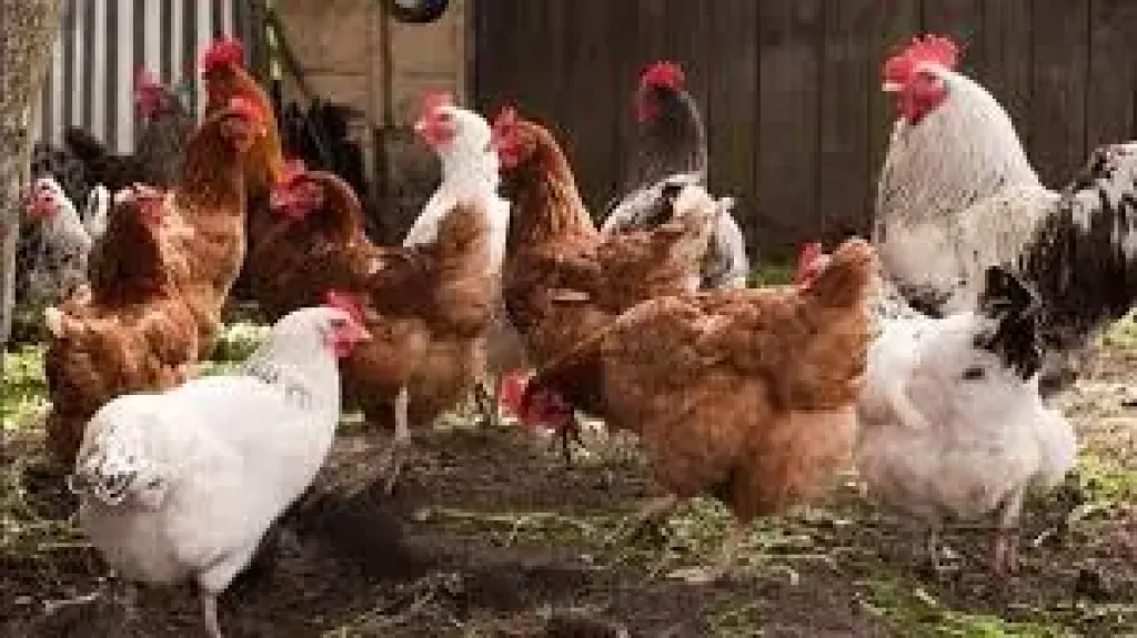 اسعار الدواجن بالبحيره