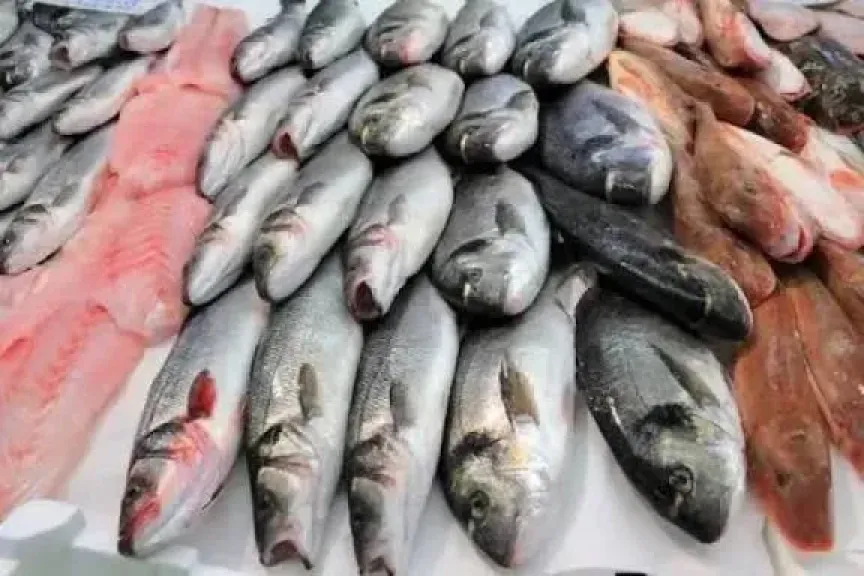 سعر السمك اليوم