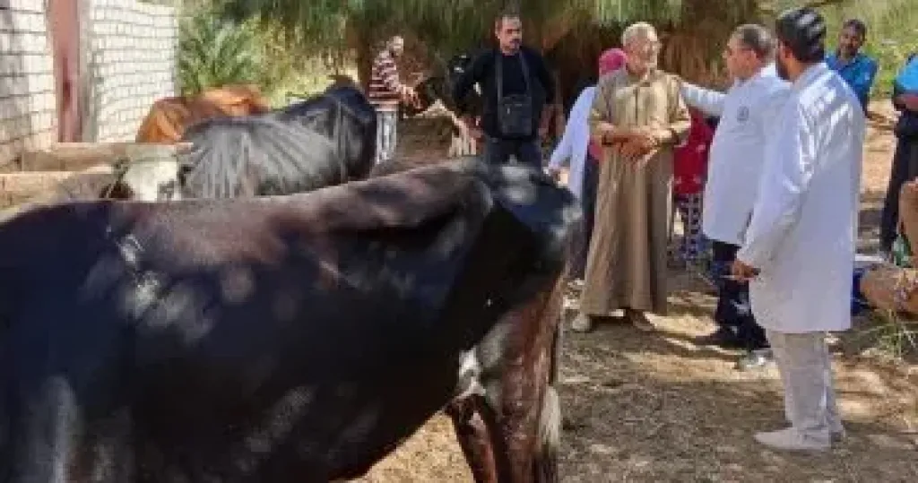 تحصين الماشية 