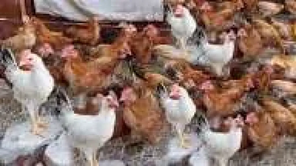 أسعار الفراخ