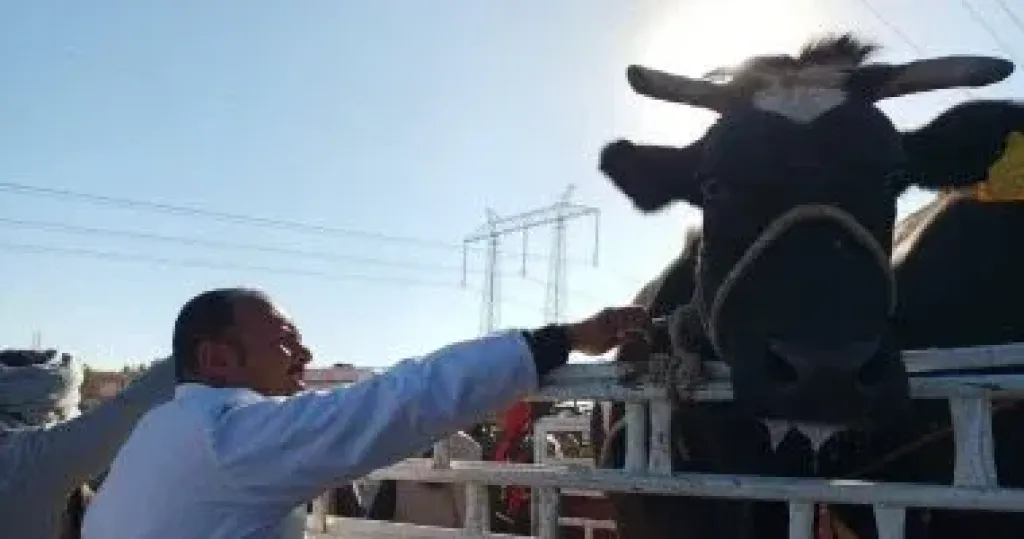 جانب من الحملات 