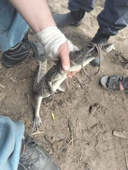 التمساح المضبوط