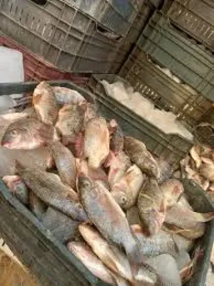 اسماك بالفرافره