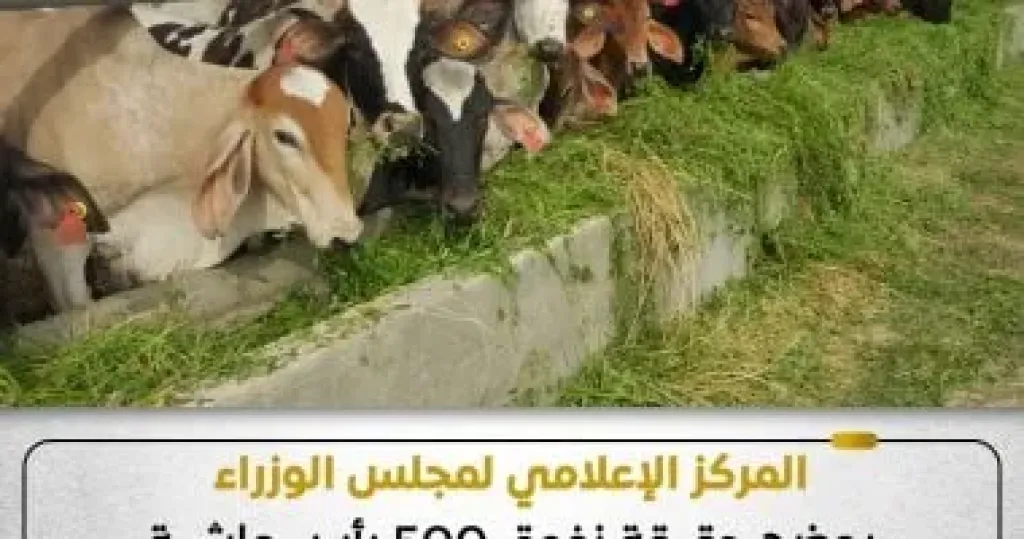 نفوق ماشية