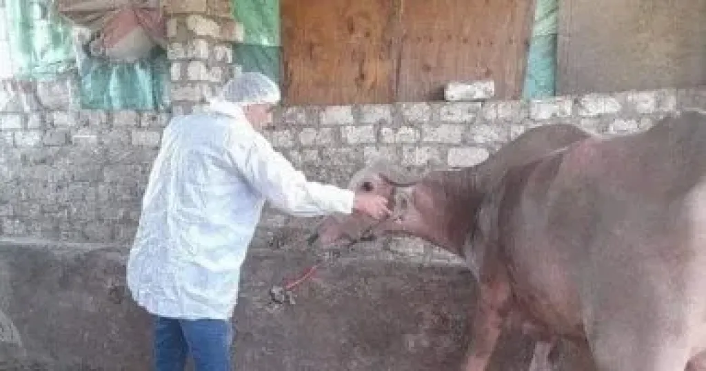 تحصين الماشية 