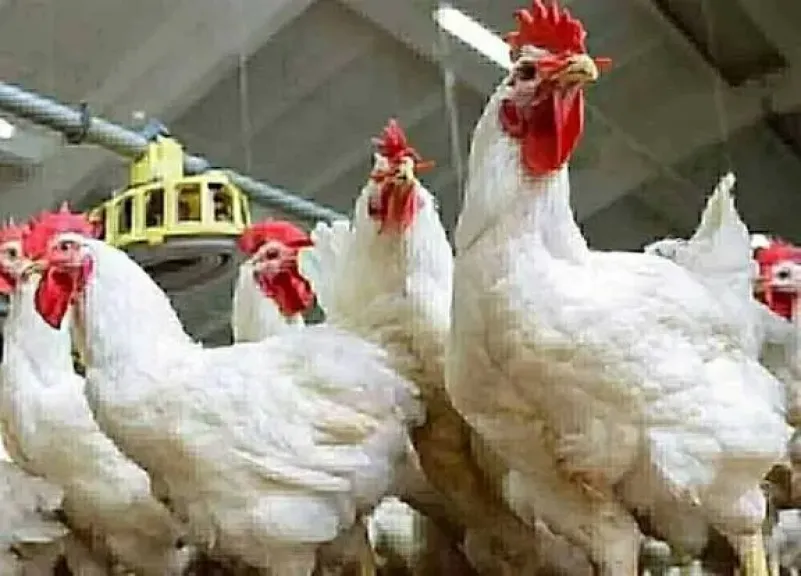 اسعار الفراخ