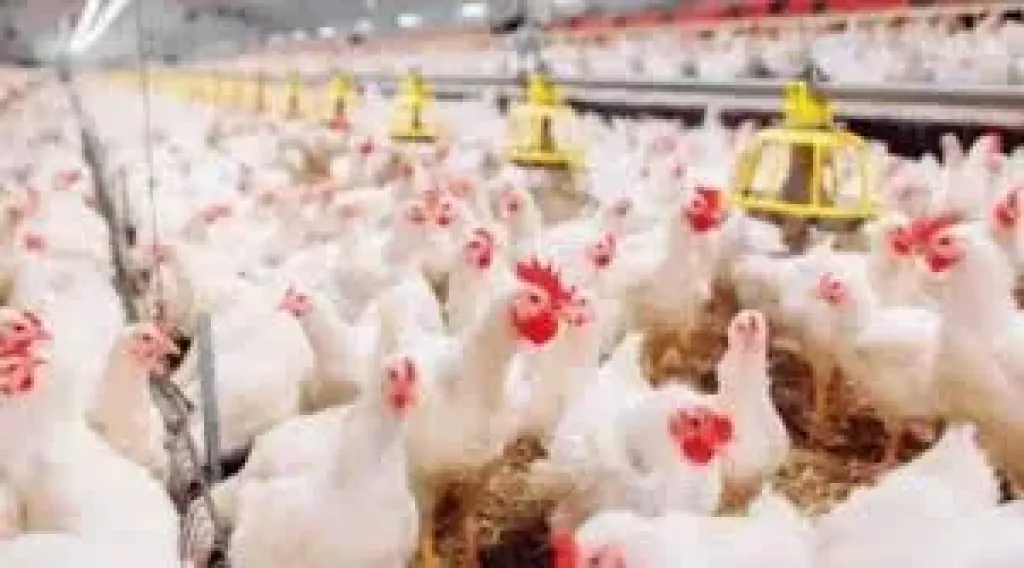  أسعار الدواجن