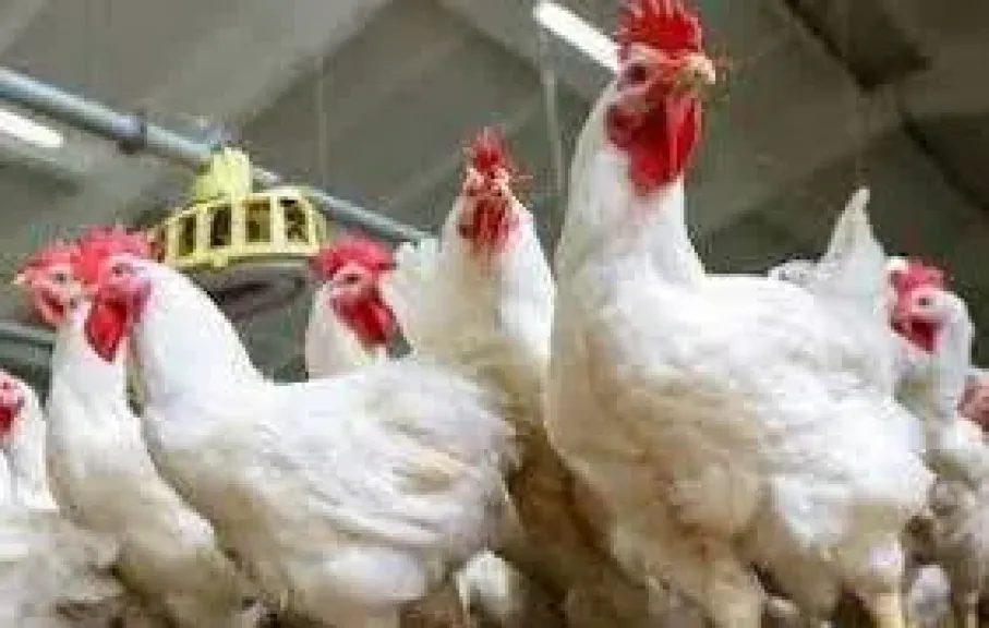 أسعار الفراخ