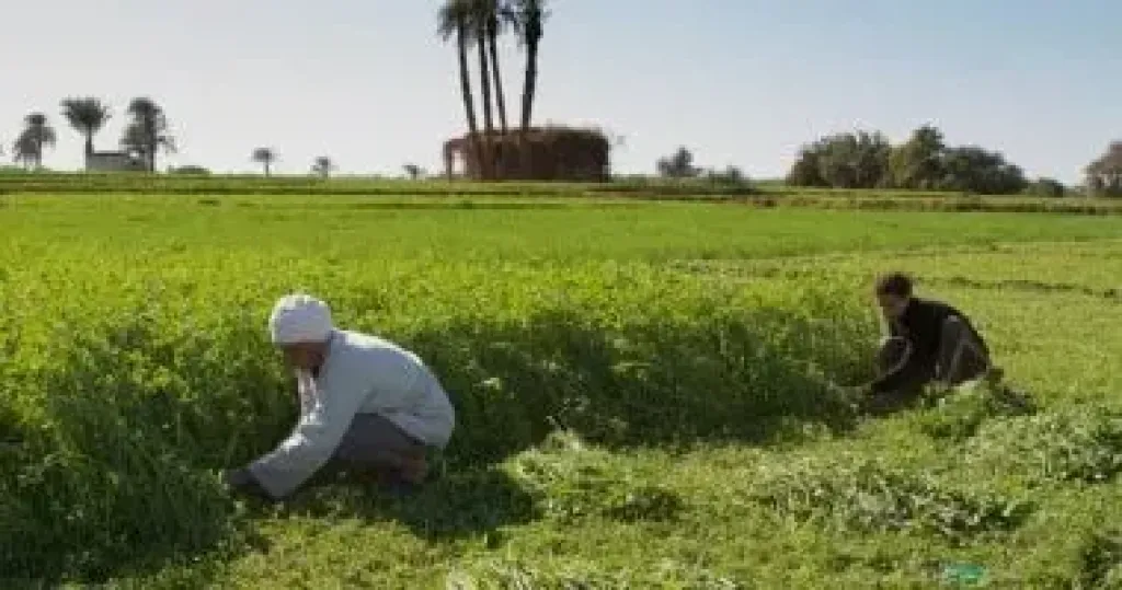 الزراعة