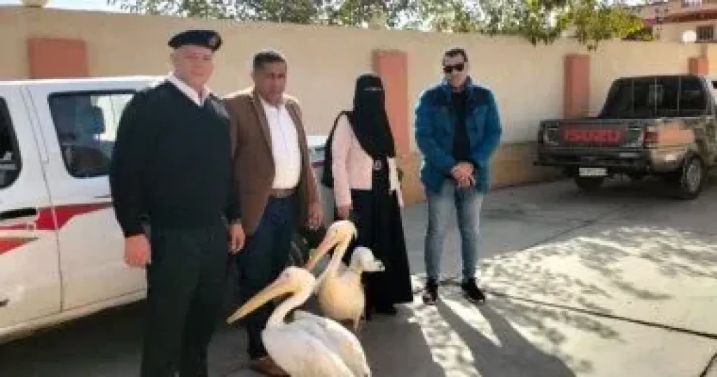 طيور البجع 
