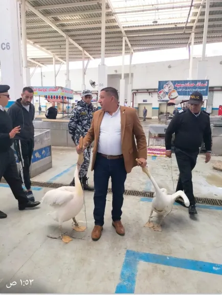 مصادرة طيور البجعة المخالفة 