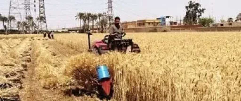 القمح