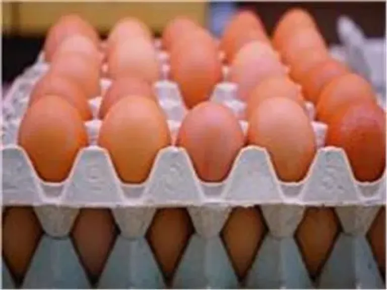 اسعار البيض 