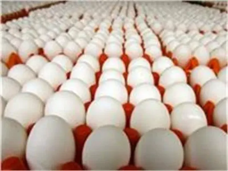 اسعار البيض