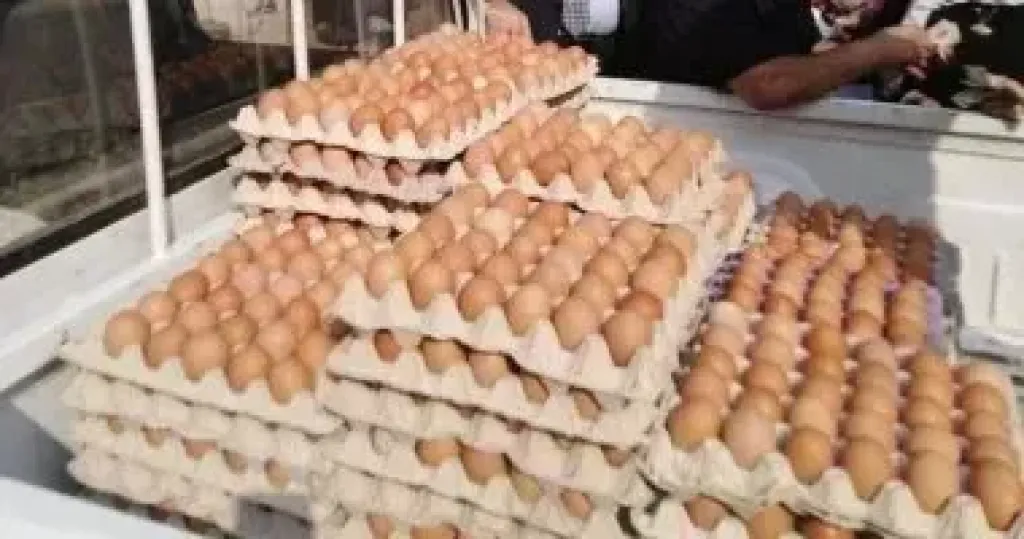 اسعار البيض