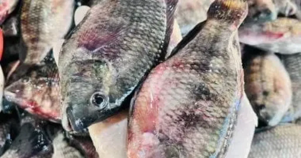 أسماك 