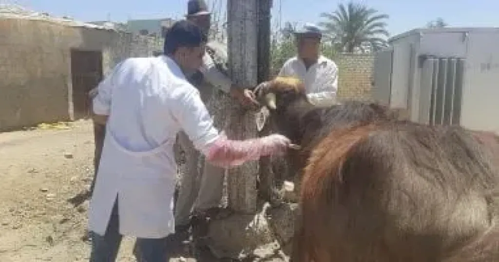 تحصين الماشية 