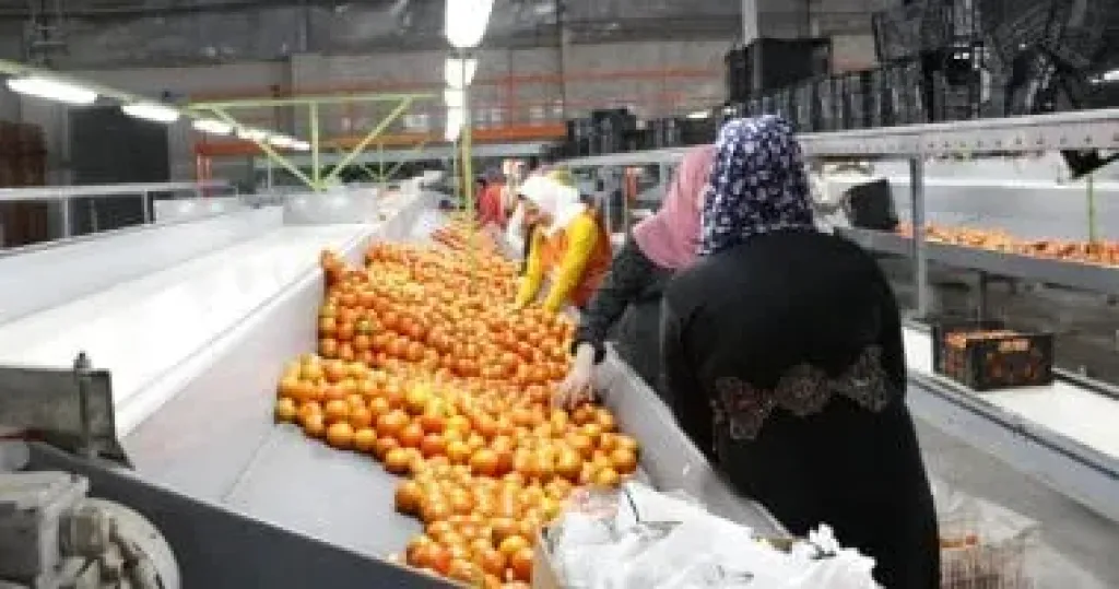  تصدير المنتجات الزراعية