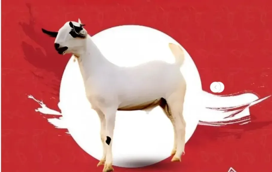 تيس بلدى