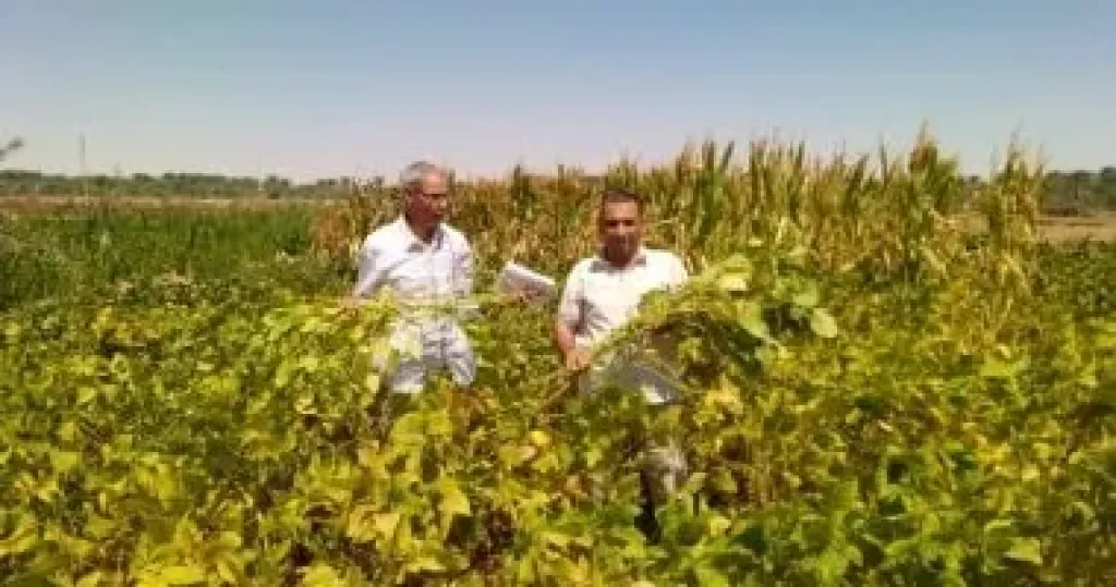 تجربة بحثية ناجحة لزراعة فول الصويا بالوادي الجديد