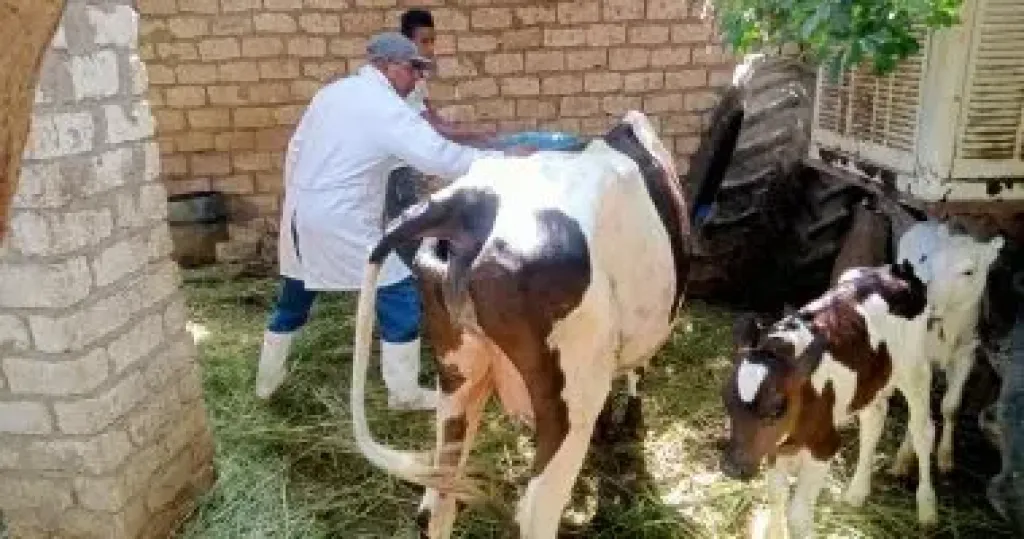 تحصين الماشية 