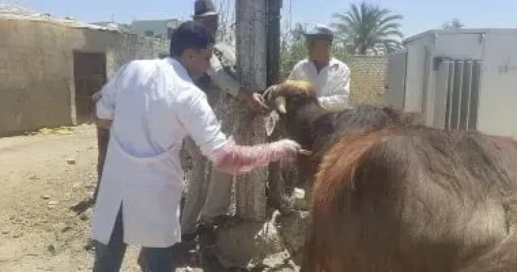 الخدمات البيطرية 