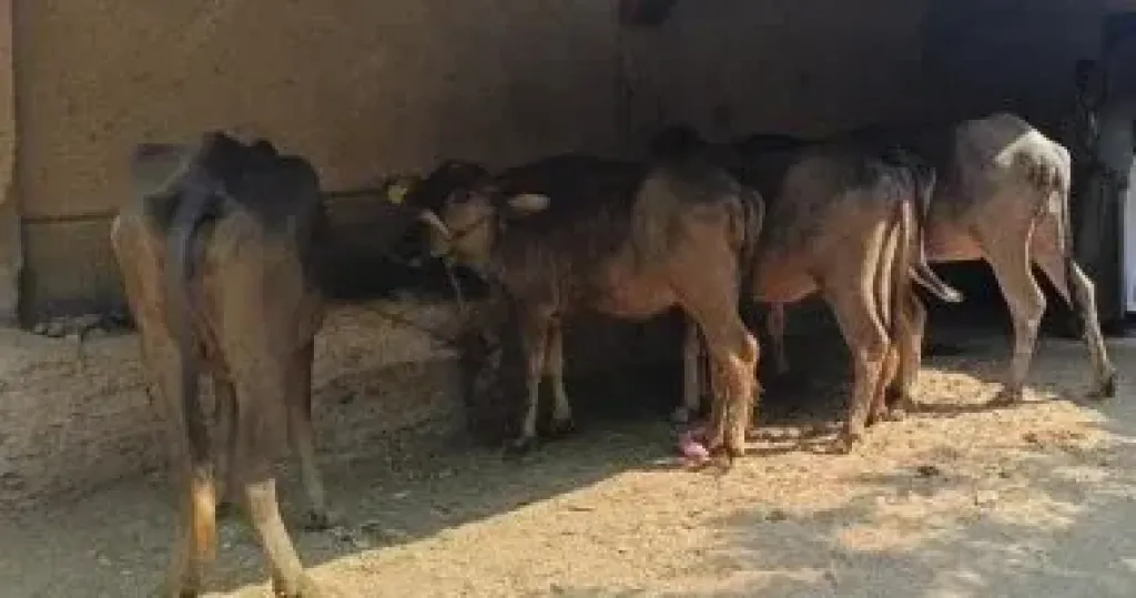 الماشية 