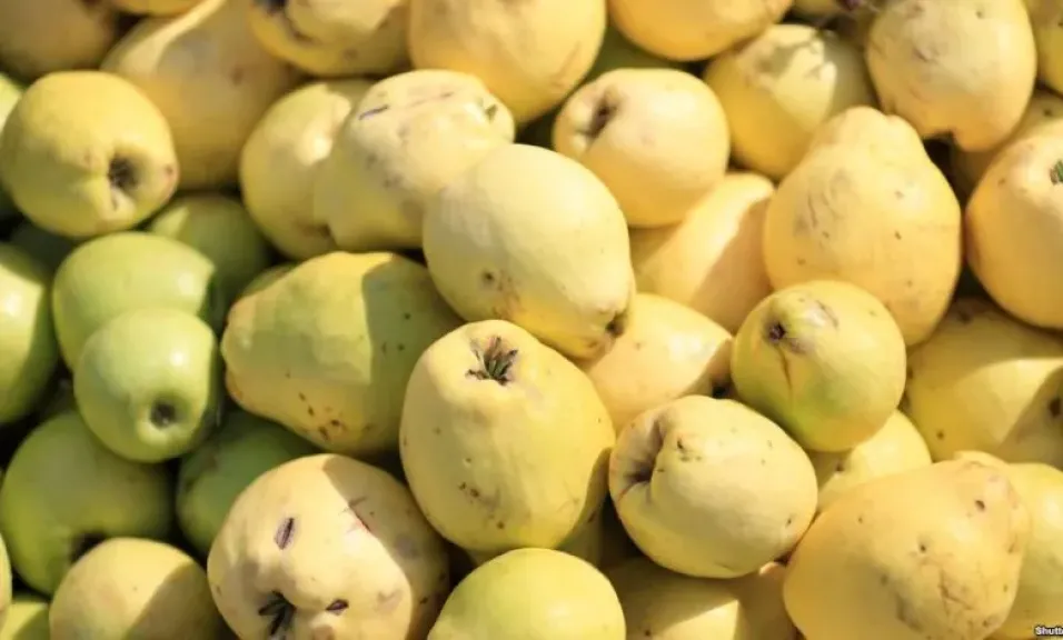 الجوافة