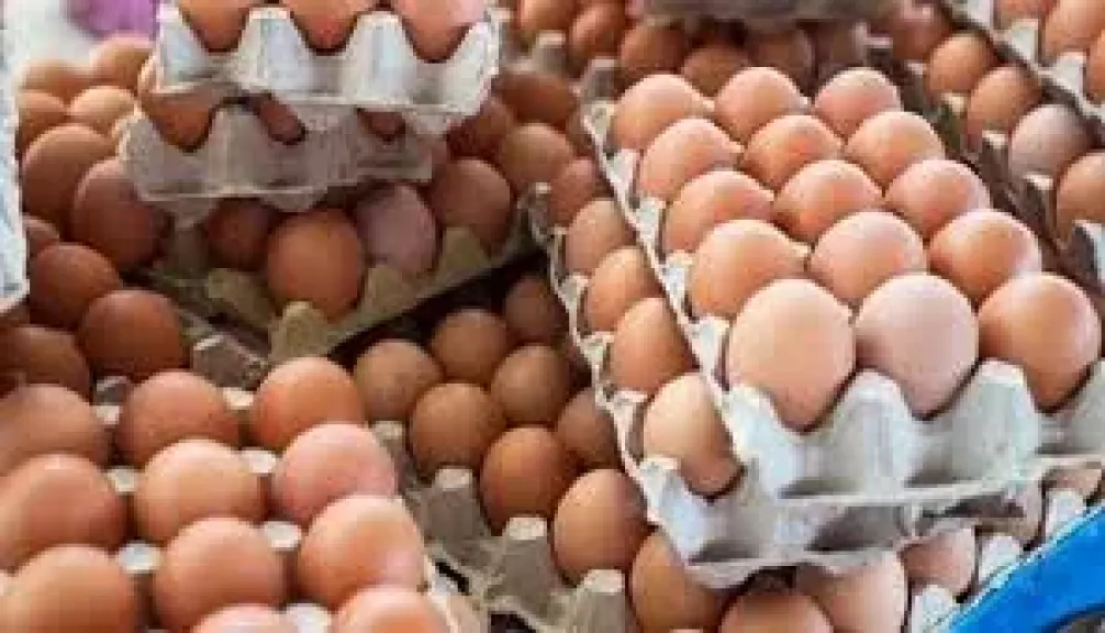 سعر كرتونه البيض اليوم الخميس