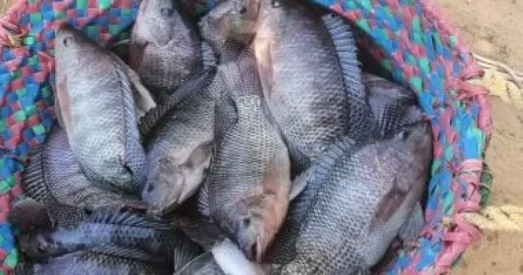 السمك 