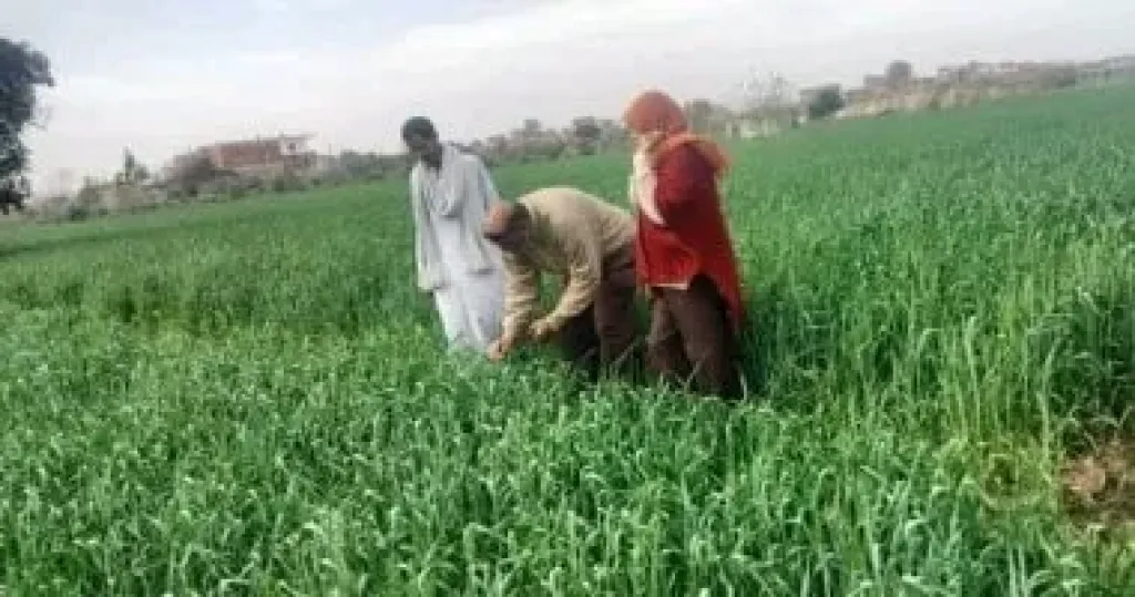  مبادرة ازرع  